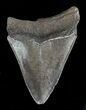 Juvenile Megalodon Tooth #56626-1